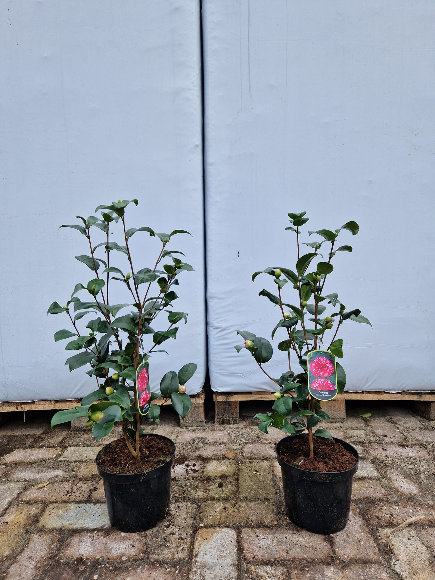 Camellia Japonica Orandako