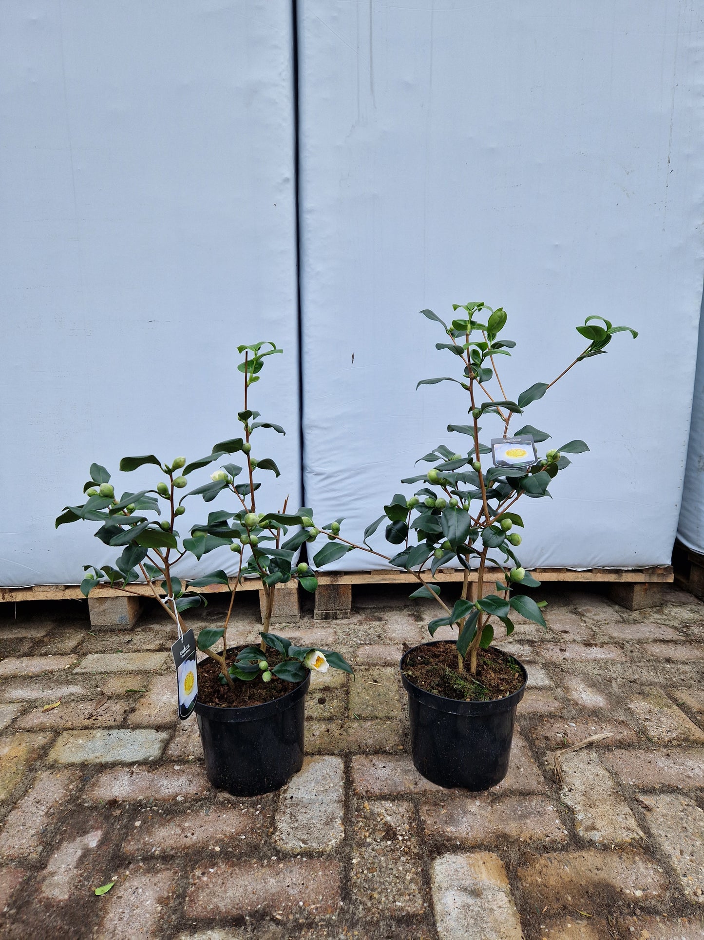 Camellia Japonica Alba Simplex