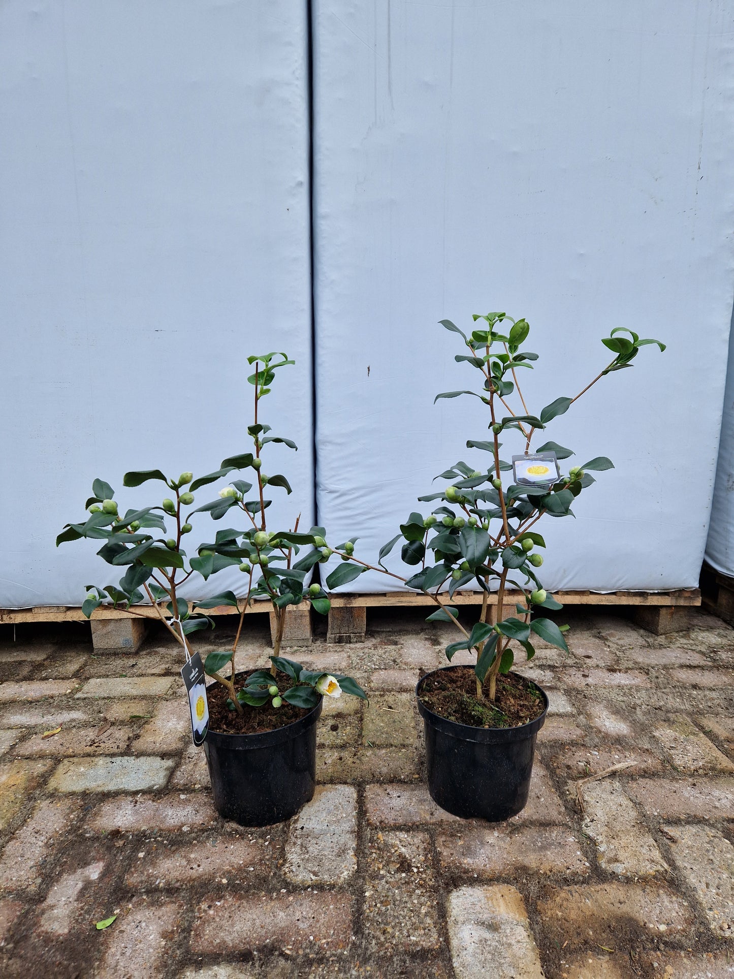 Camellia Japonica Alba Simplex