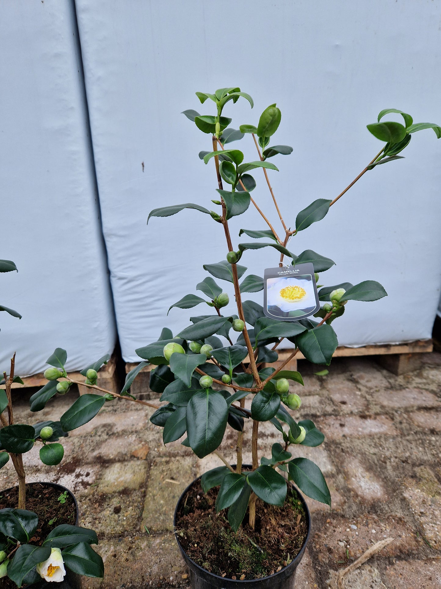 Camellia Japonica Alba Simplex