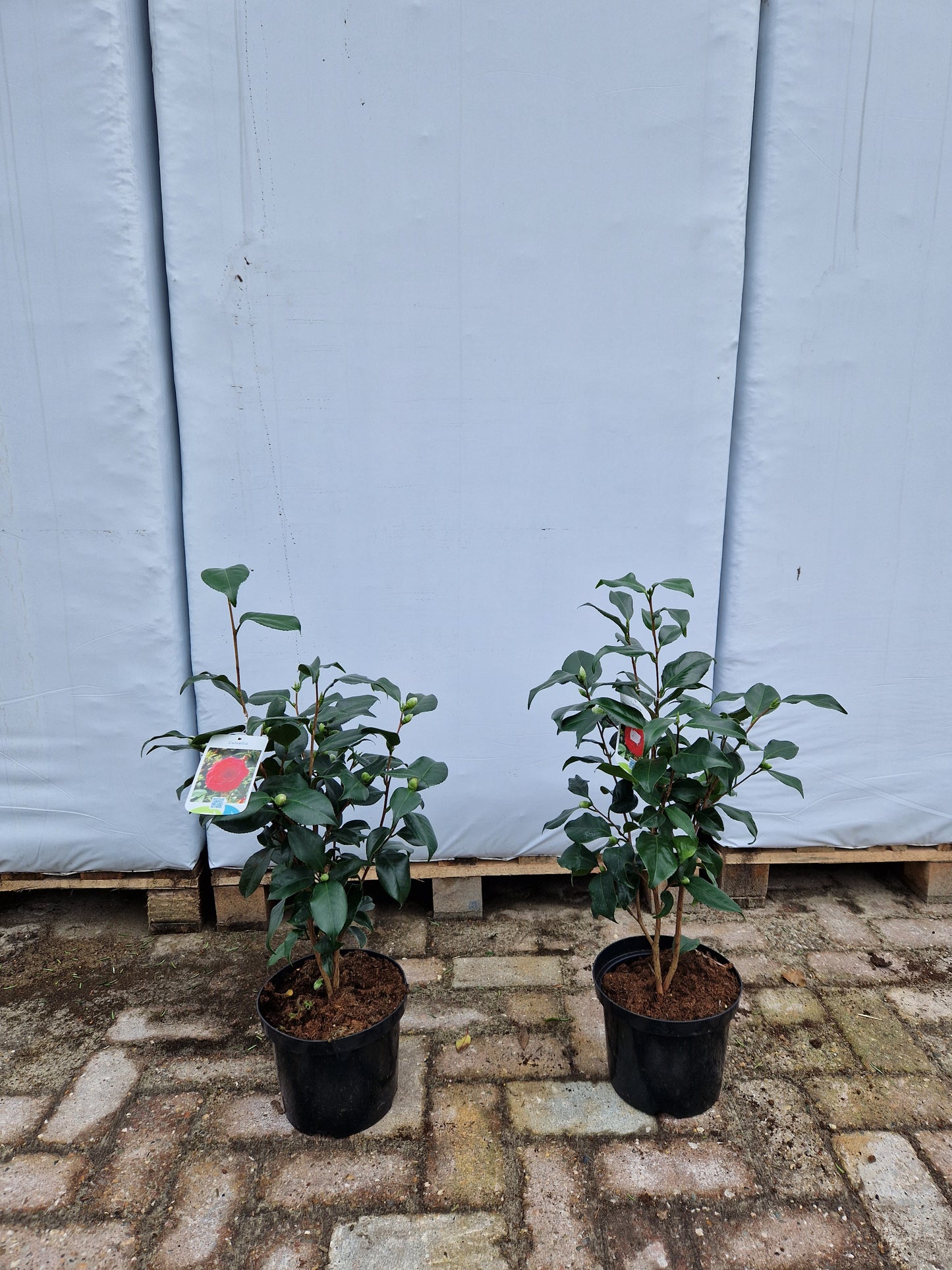 Camellia Japonica Coquetti Rood