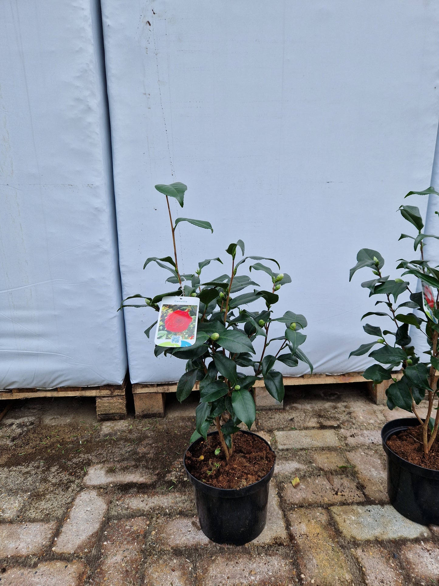 Camellia Japonica Coquetti Rood