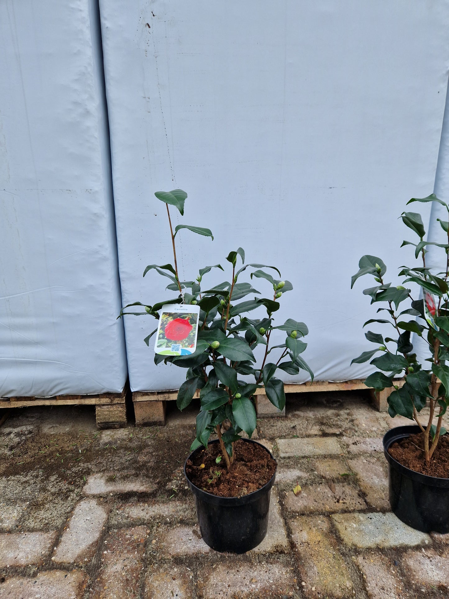 Camellia Japonica Coquetti Rood