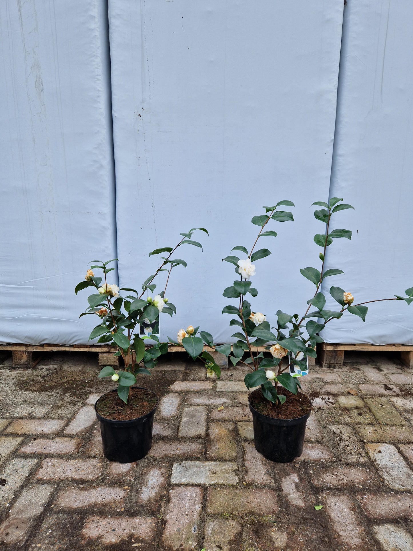 Camellia Japonica Nobilissima