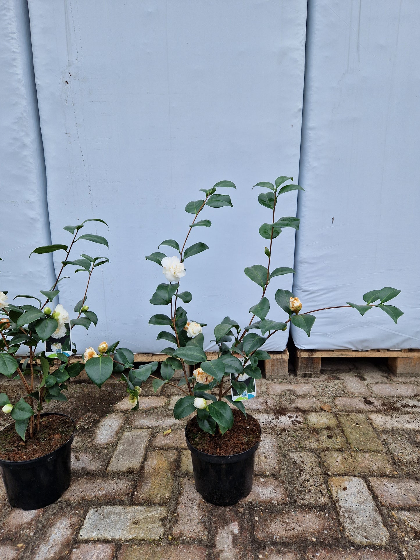 Camellia Japonica Nobilissima