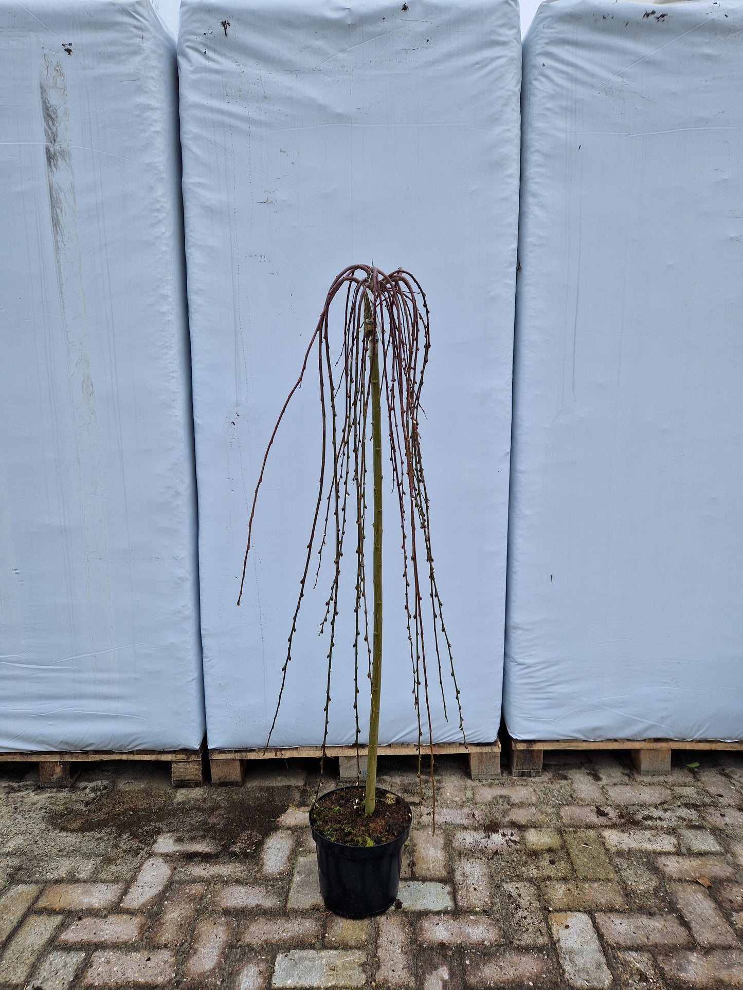 Salix Caprea Kilmarnock treurwilg op stam 130cm