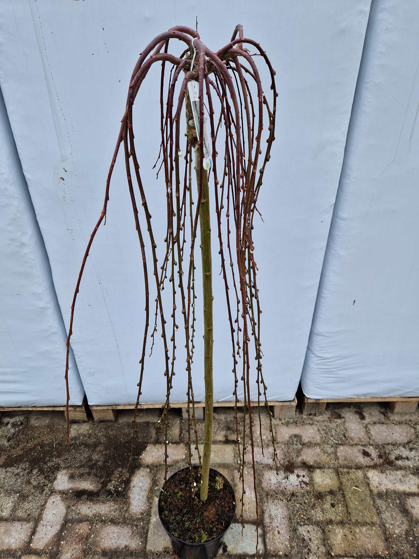 Salix Caprea Kilmarnock treurwilg op stam 130cm