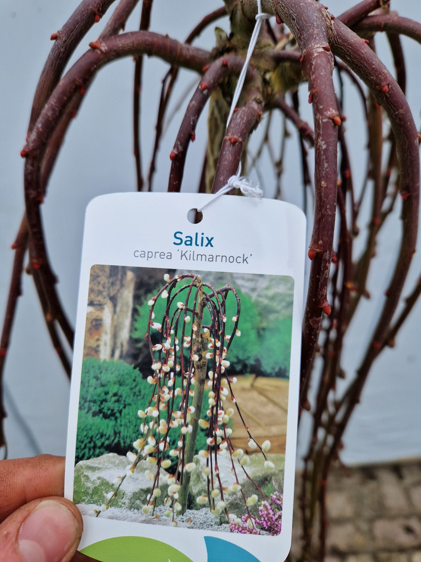 Salix Caprea Kilmarnock treurwilg op stam 130cm