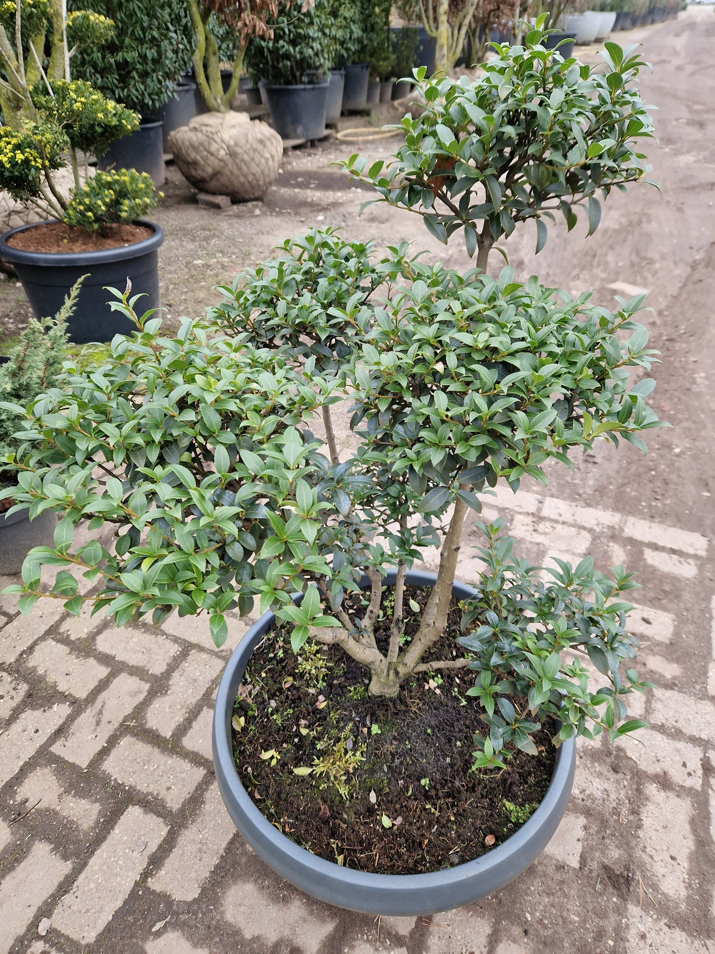 Ilex Crenata bonsai Japanse hulst in Sierpot