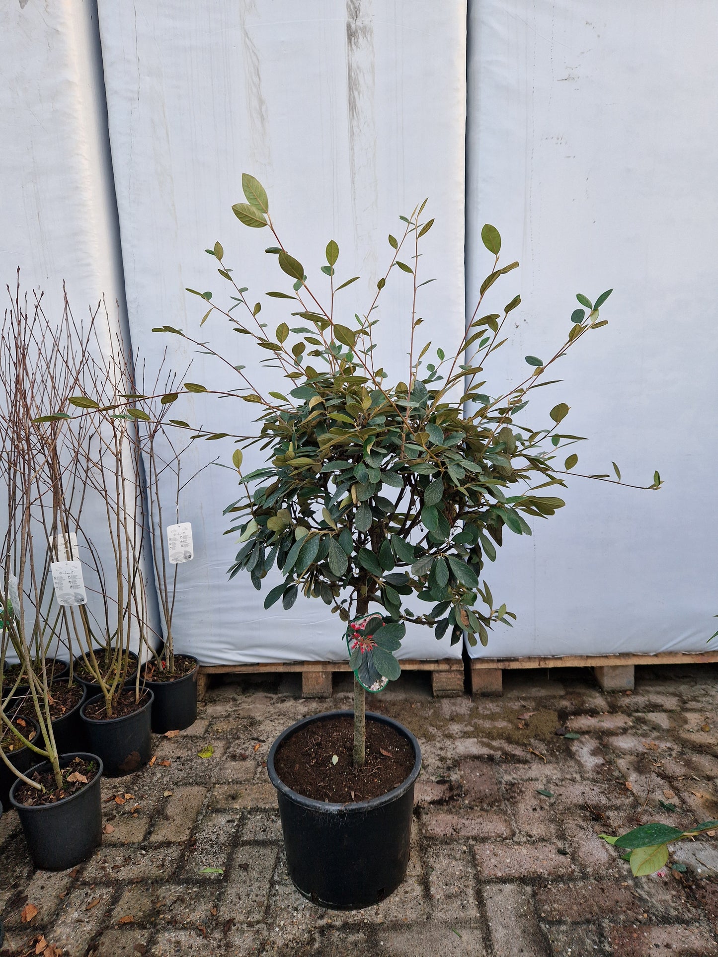 Cotoneaster Lacteus op stam 40-50cm Dikstammig