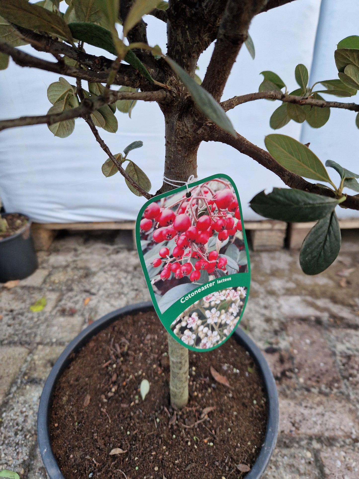 Cotoneaster Lacteus op stam 40-50cm Dikstammig