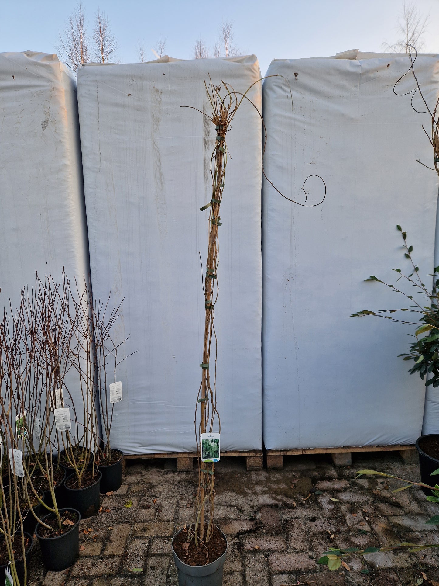 Wisteria Sinensis Alba Witte regen 200cm