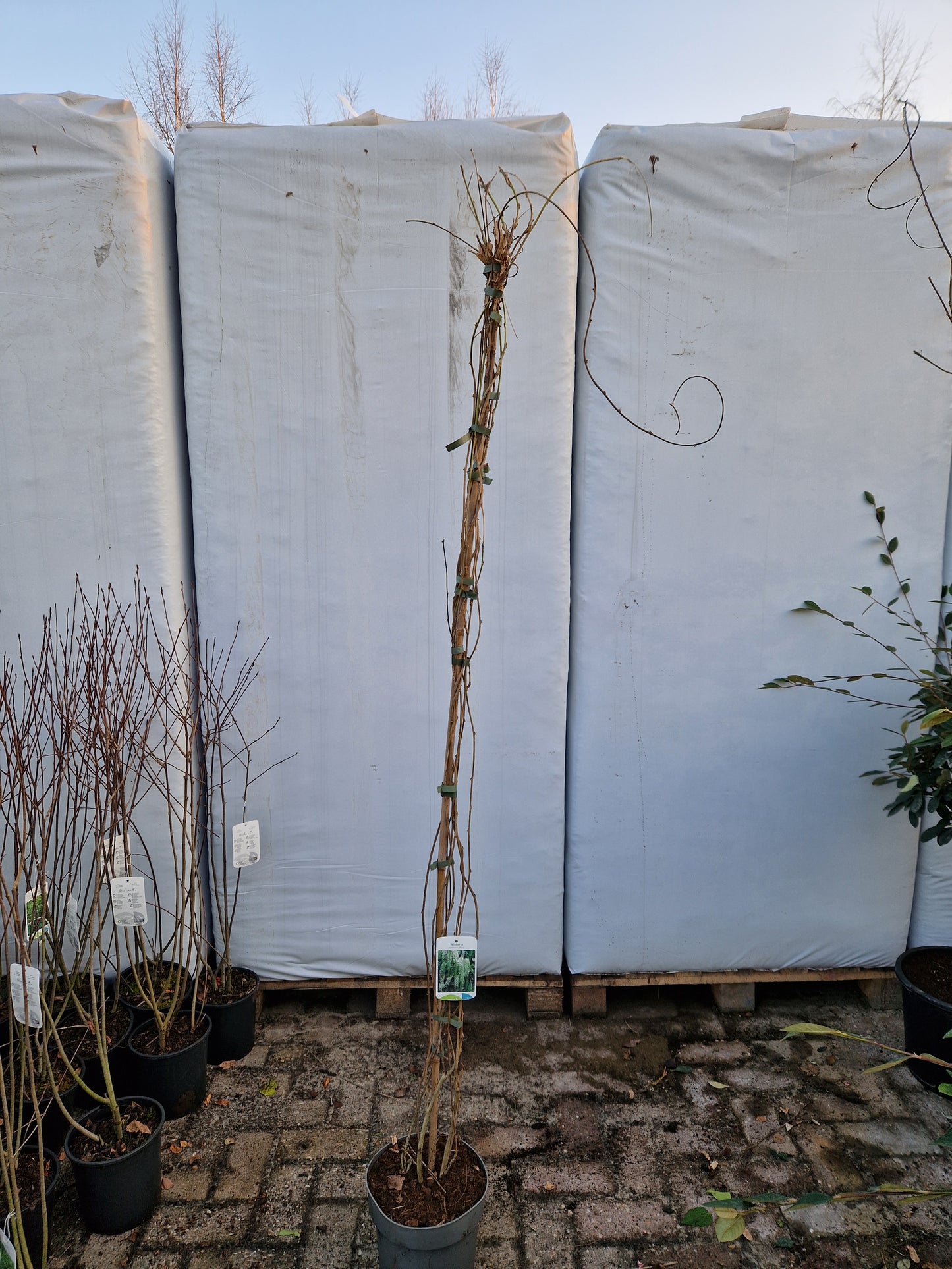 Wisteria Sinensis Alba Witte regen 200cm