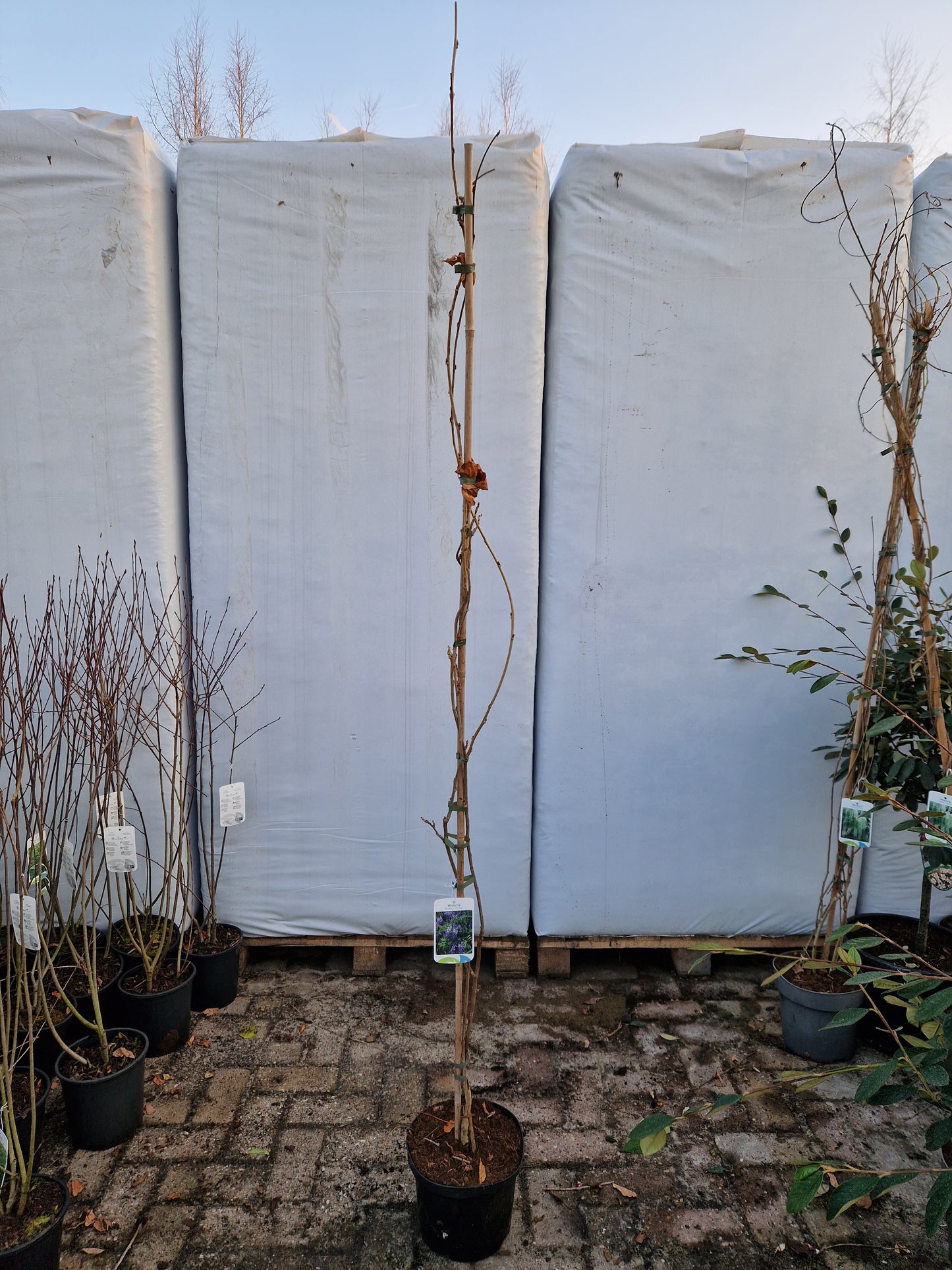 Wisteria Sinensis Prolific Blauwe regen 200cm