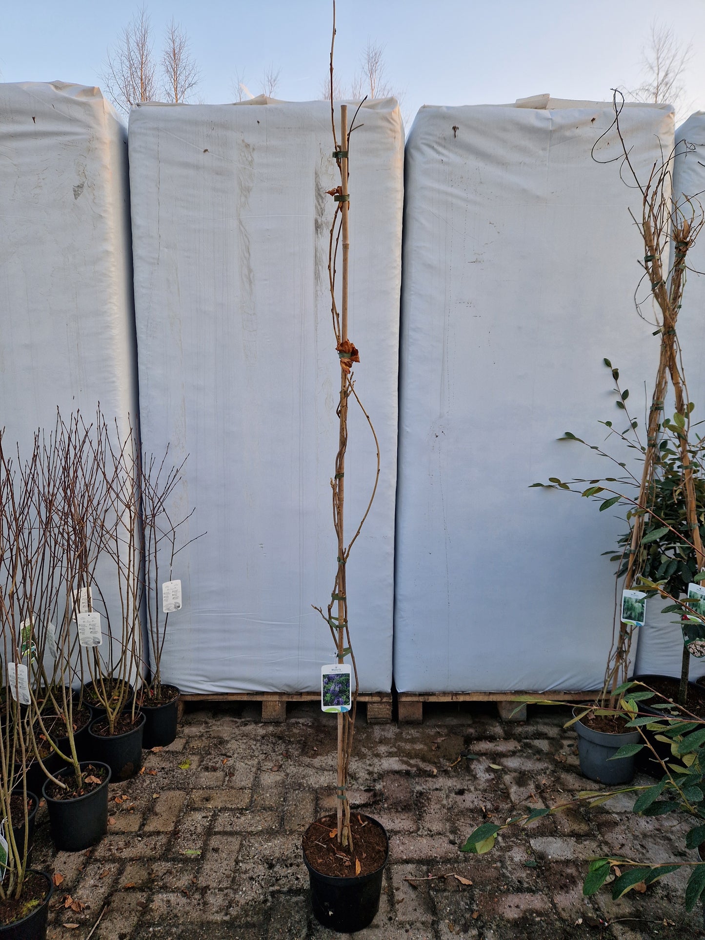 Wisteria Sinensis Prolific Blauwe regen 200cm