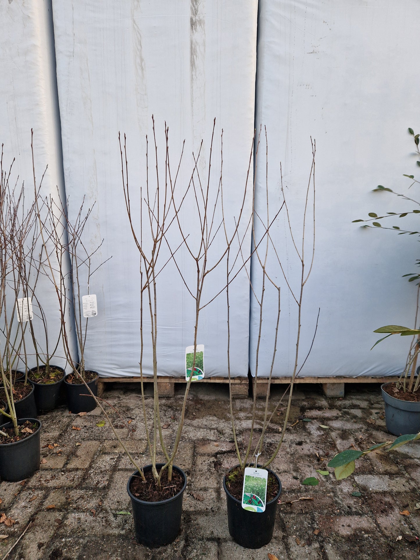 Aronia Arbutifolia Rode Appelbes