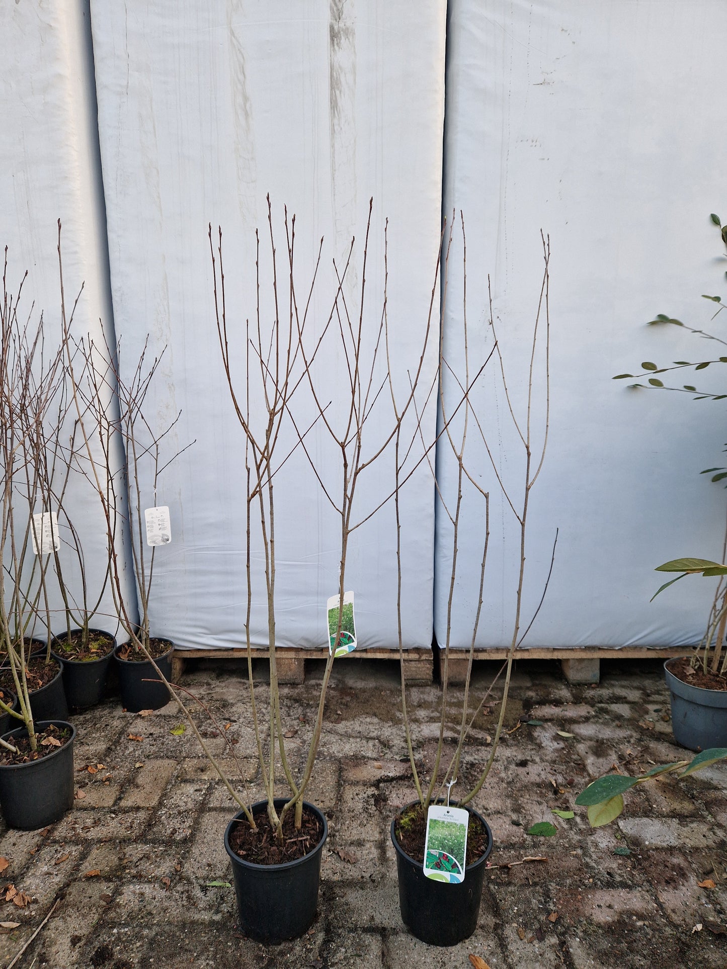 Aronia Arbutifolia Rode Appelbes