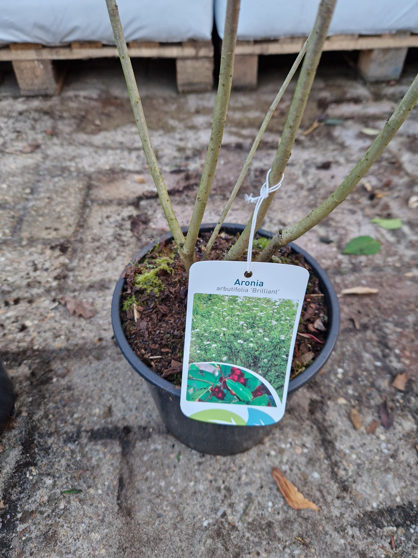 Aronia Arbutifolia Rode Appelbes