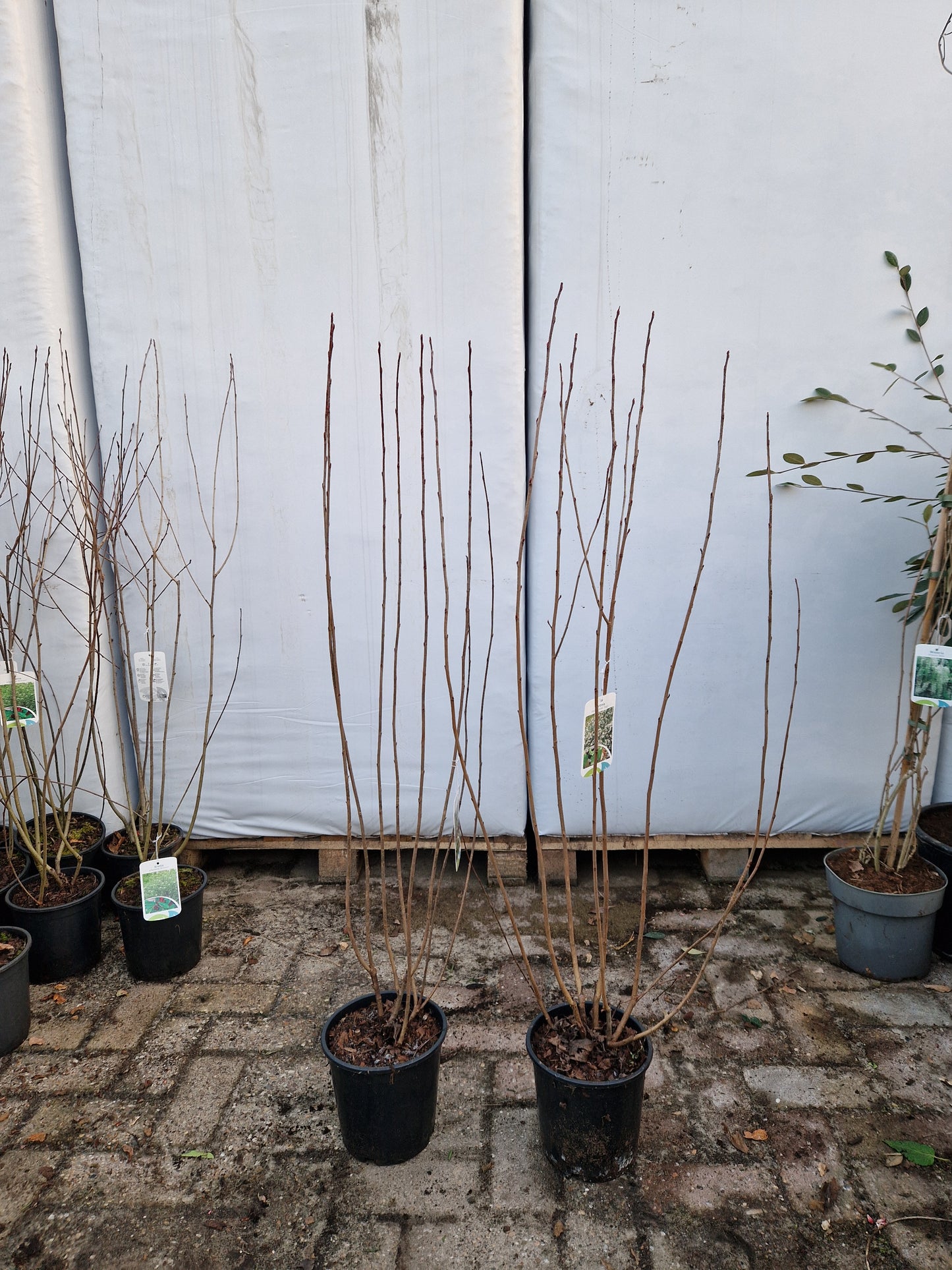 Aronia melanocarpa Hugin Appelbes