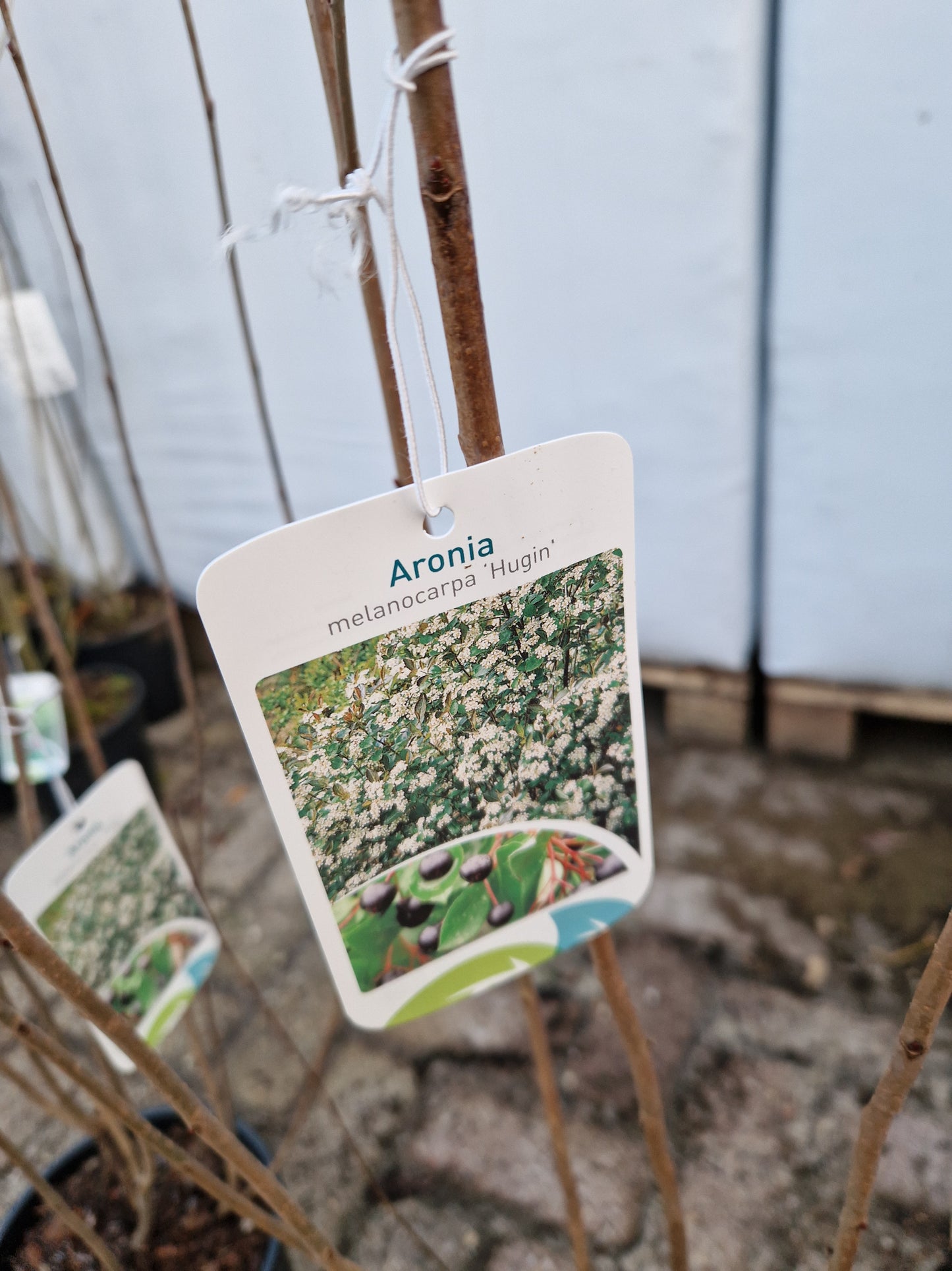 Aronia melanocarpa Hugin Appelbes