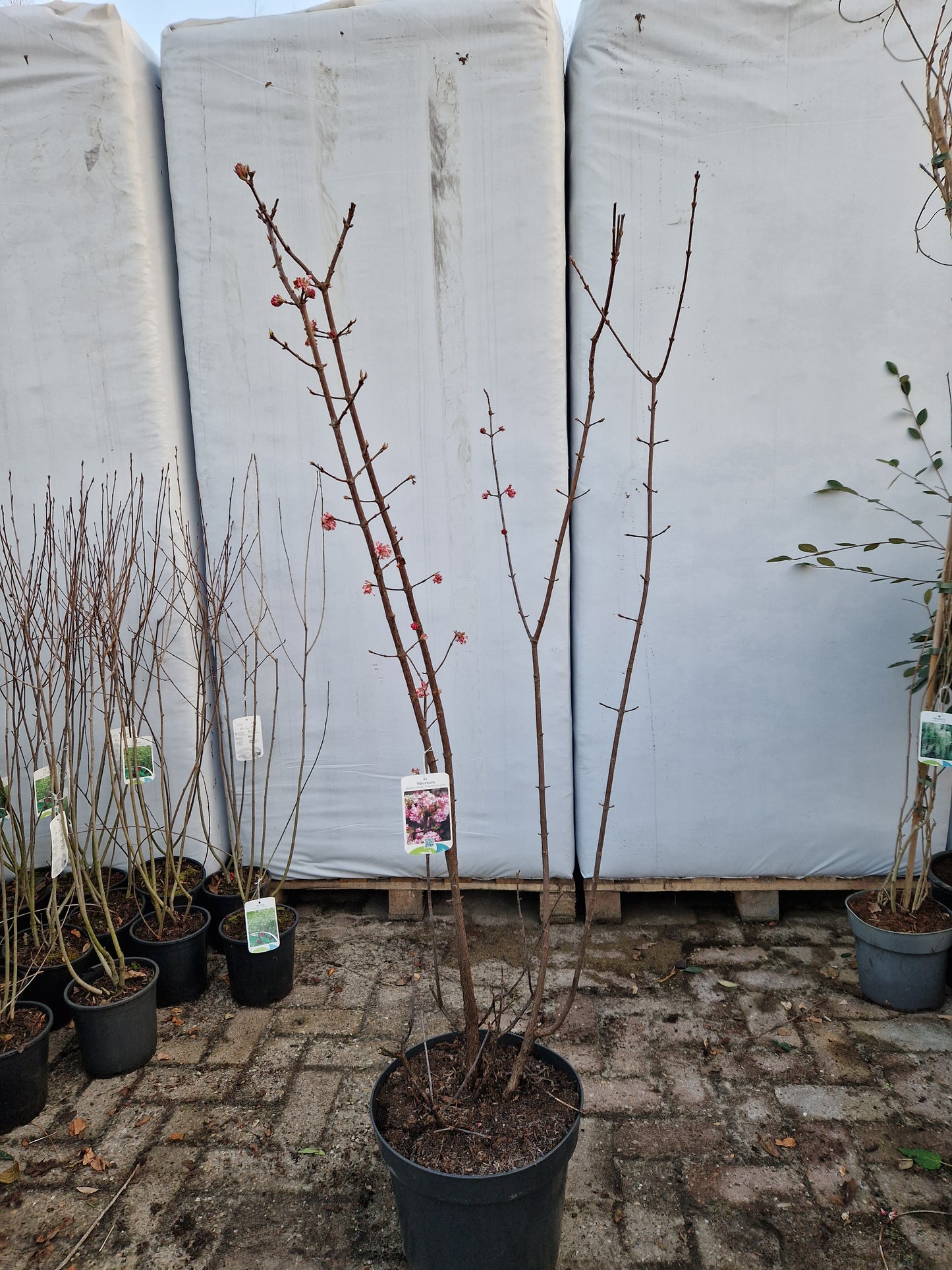 Viburnum bodnantense Charles Lamont Sneeuwbal 120-140cm