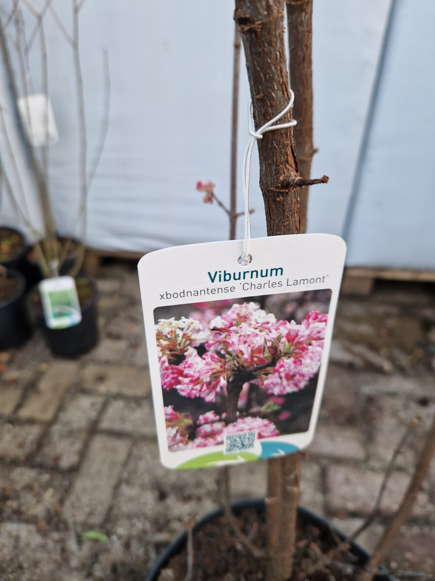 Viburnum bodnantense Charles Lamont Sneeuwbal 120-140cm