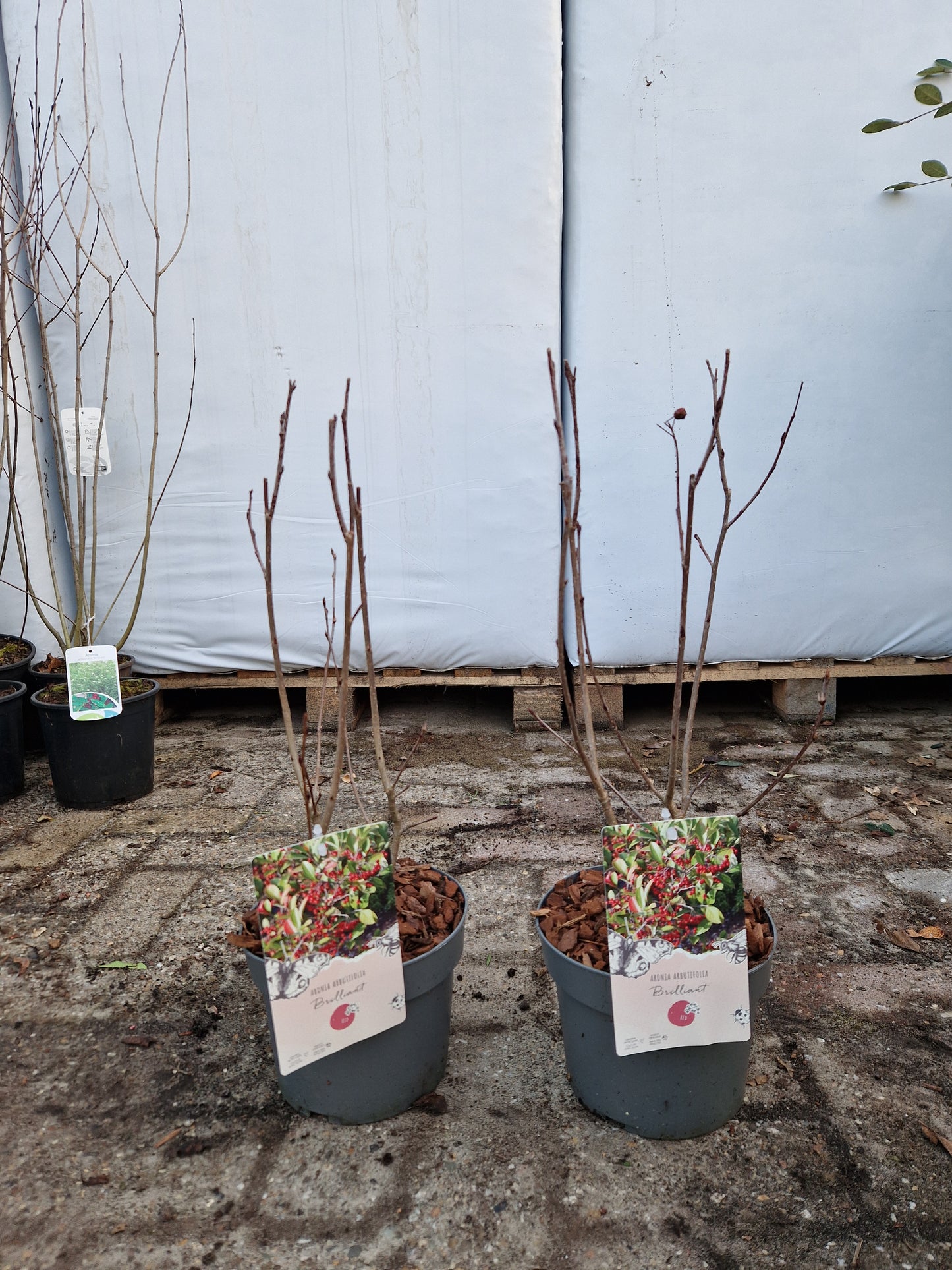 Aronia Arbutifolia Brilliant zwarte Appelbes