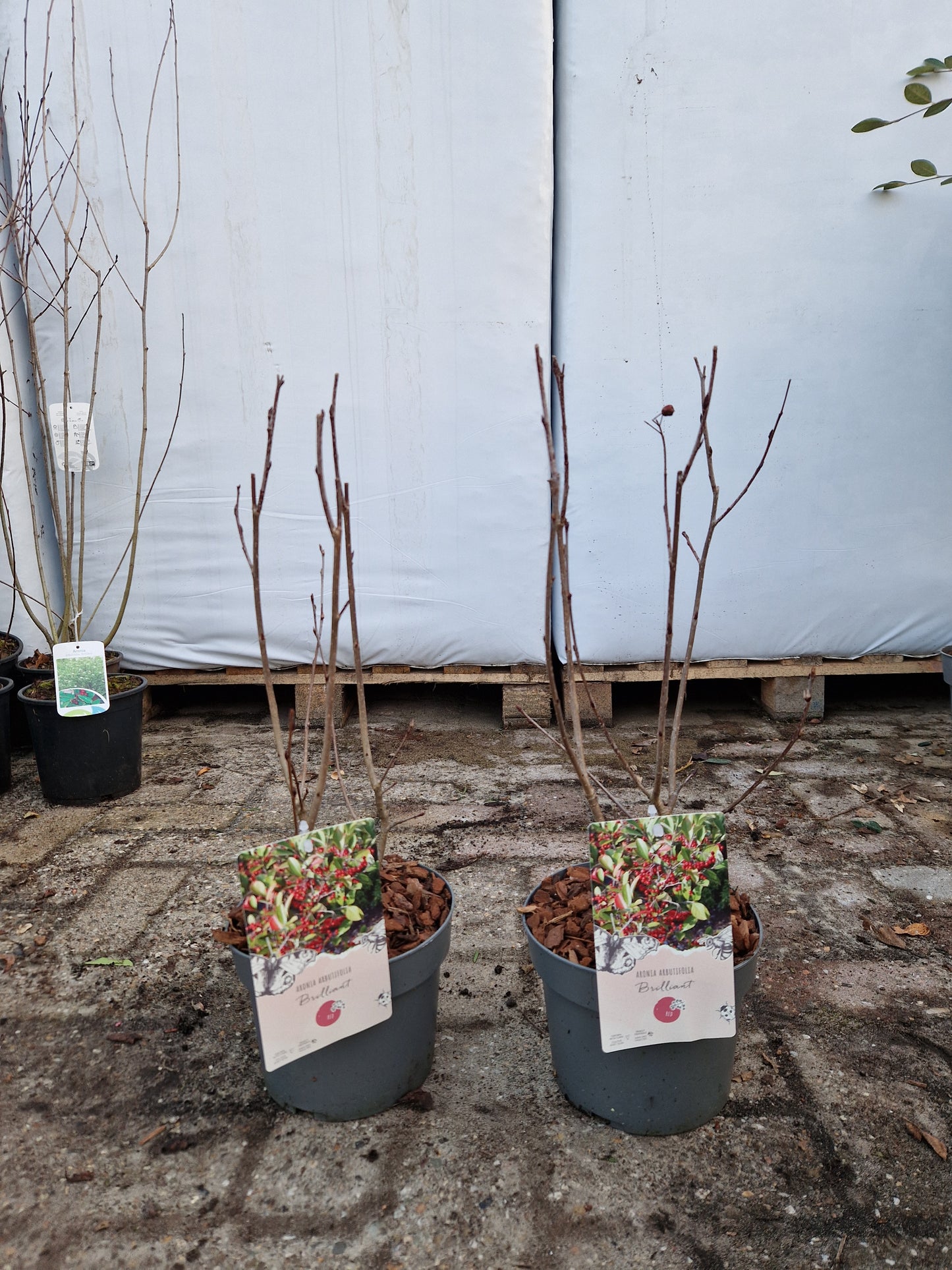 Aronia Arbutifolia Brilliant zwarte Appelbes