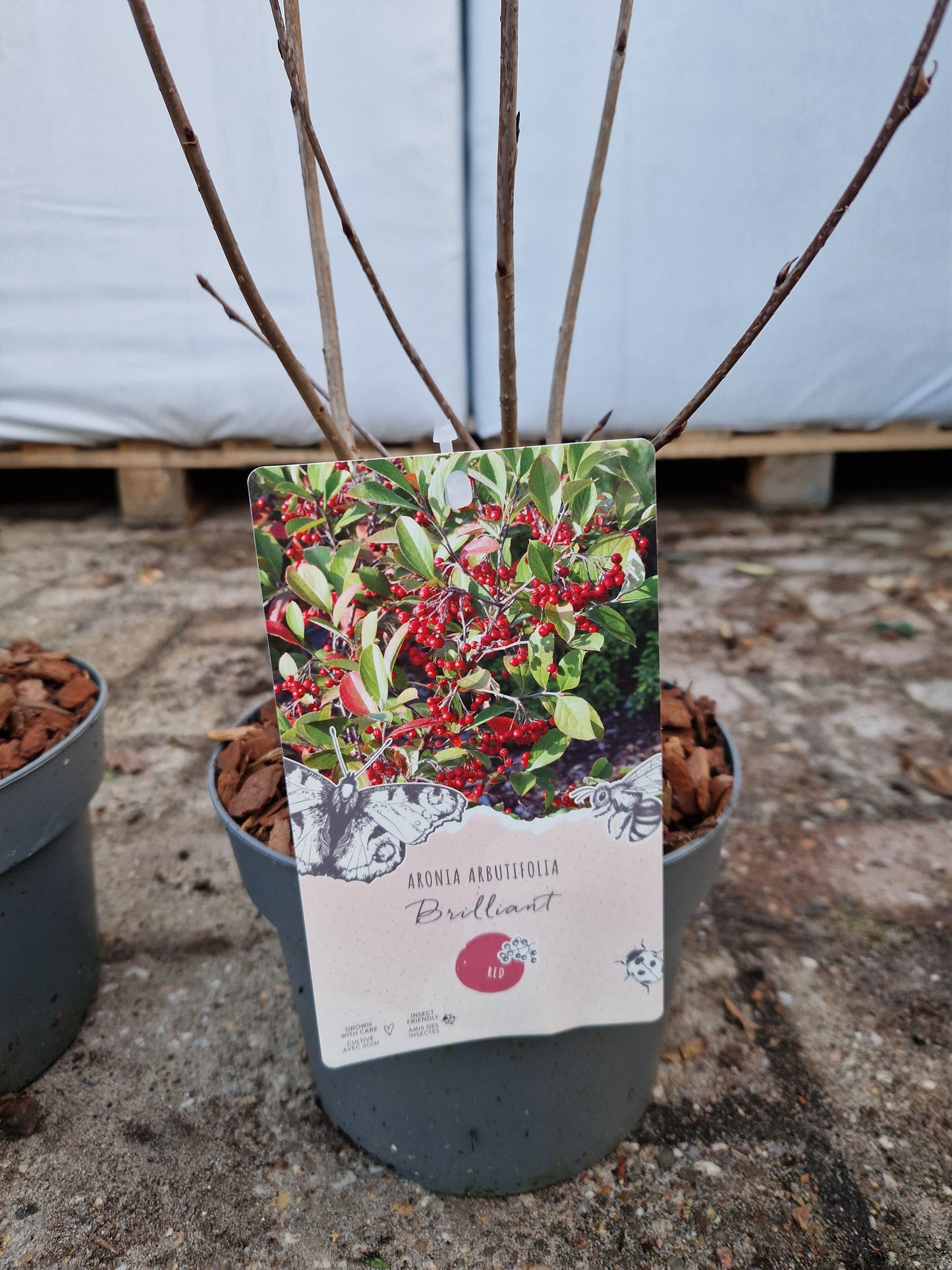 Aronia Arbutifolia Brilliant zwarte Appelbes