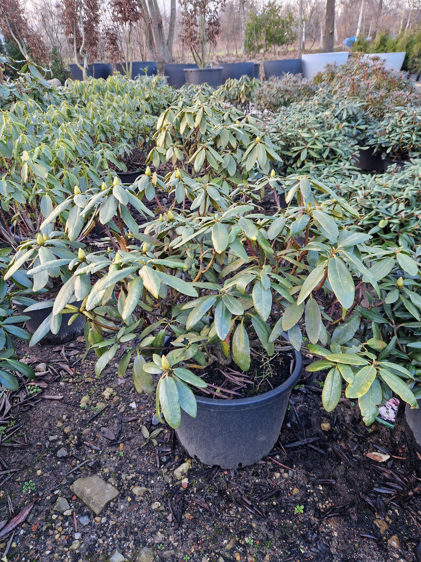 Rhododendron yakushimanum Astrid 50-60cm Rood Roze