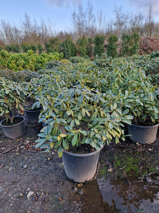 Rhododendron Cassata 60-70cm Roze Wit