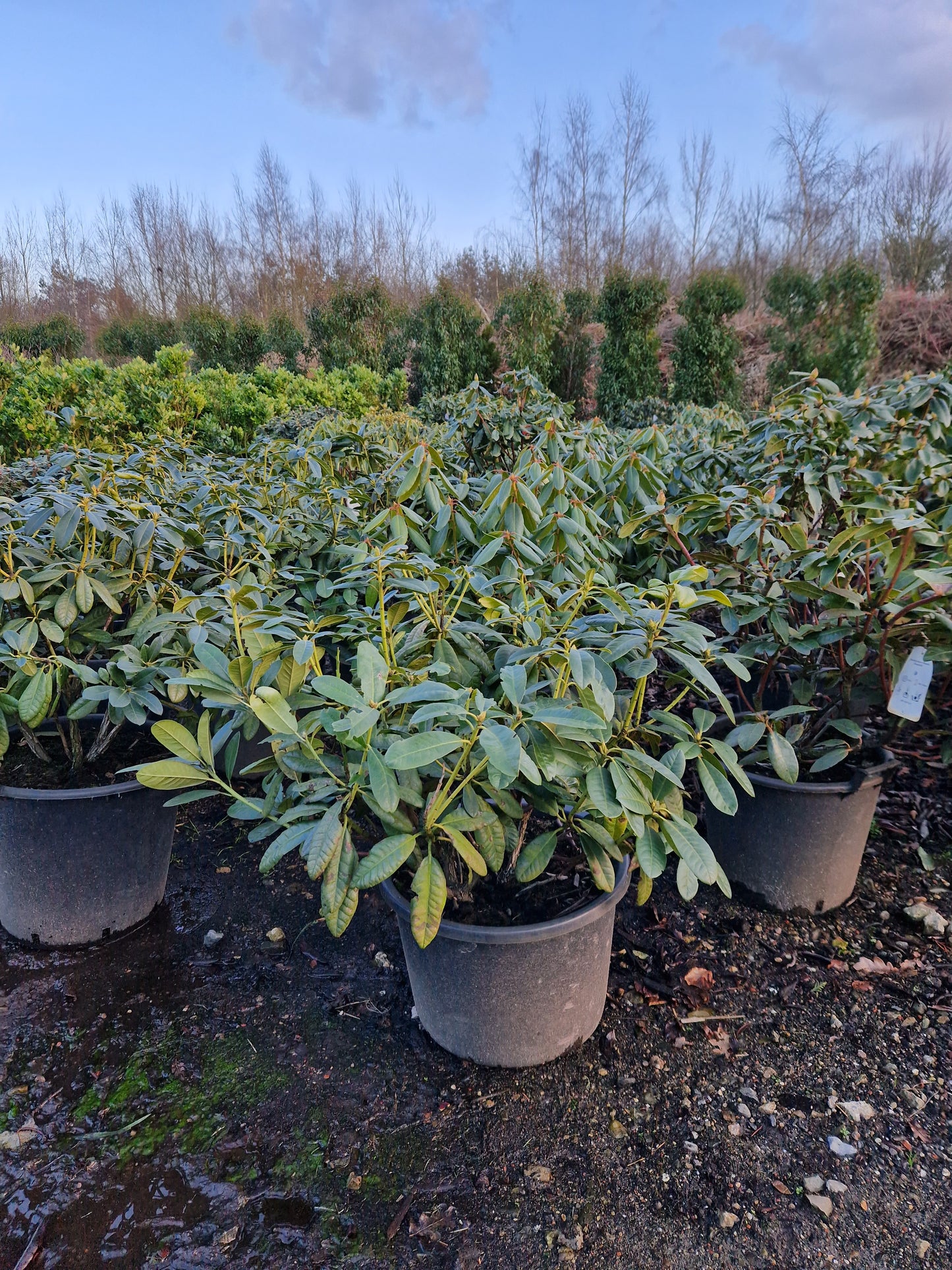 Rhododendron Roseum Elegance 60-70cm Lila roze