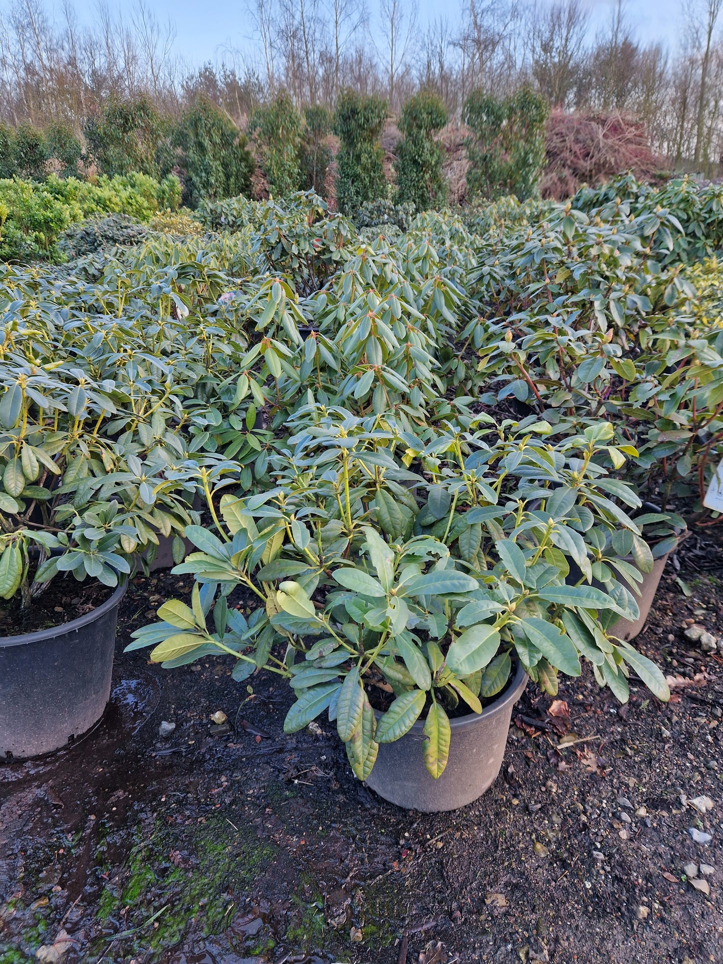 Rhododendron Roseum Elegance 60-70cm Lila roze