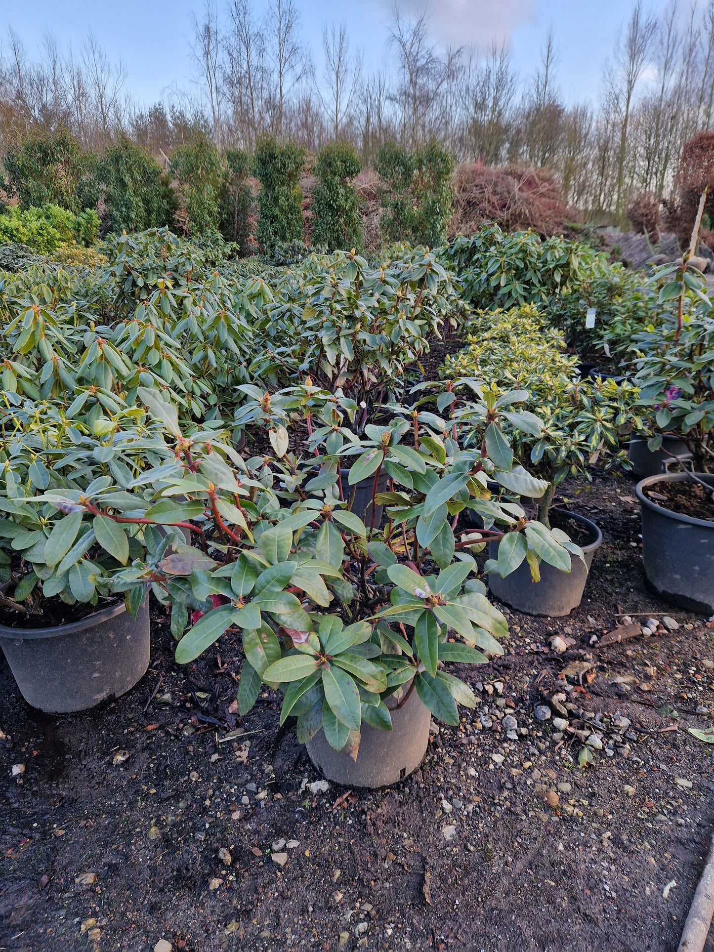 Rhododendron Rosabella 60-70cm Roze