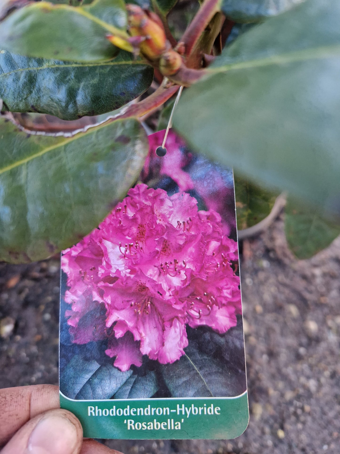 Rhododendron Rosabella 60-70cm Roze