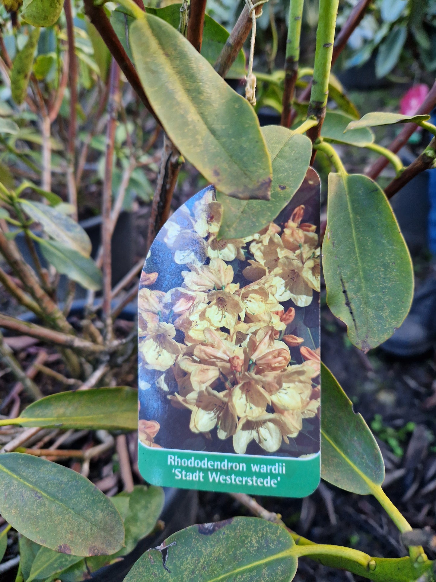 Rhododendron Stadt Westerstede 60-70cm Lichtgeel