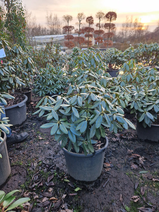 Rhododendron Fantastica 50-60cm Roze