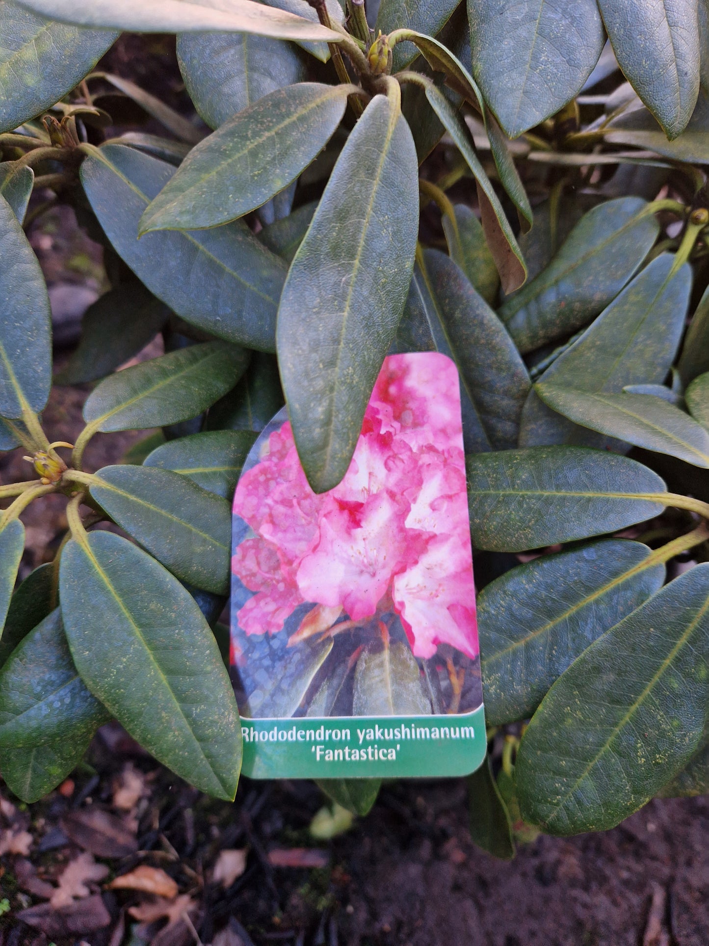 Rhododendron Fantastica 50-60cm Roze