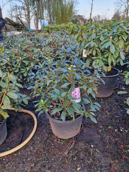 Rhododendron Graal Muritz 60-70cm Purper Lila