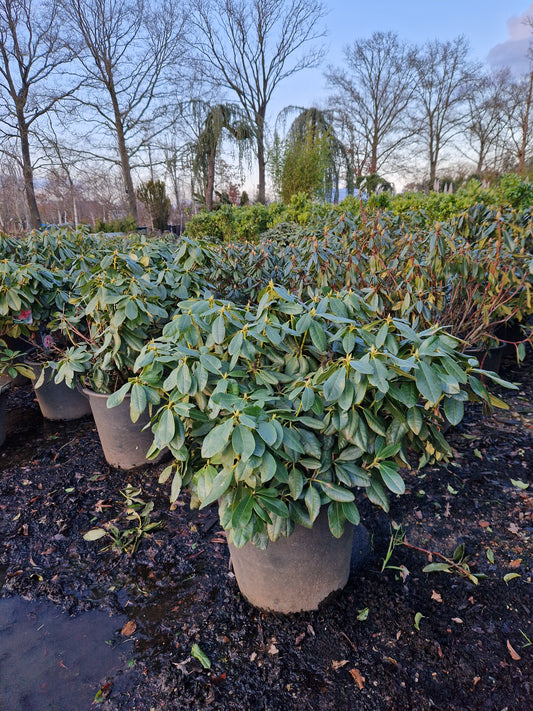 Rhododendron Le Progres 50-60m Lila