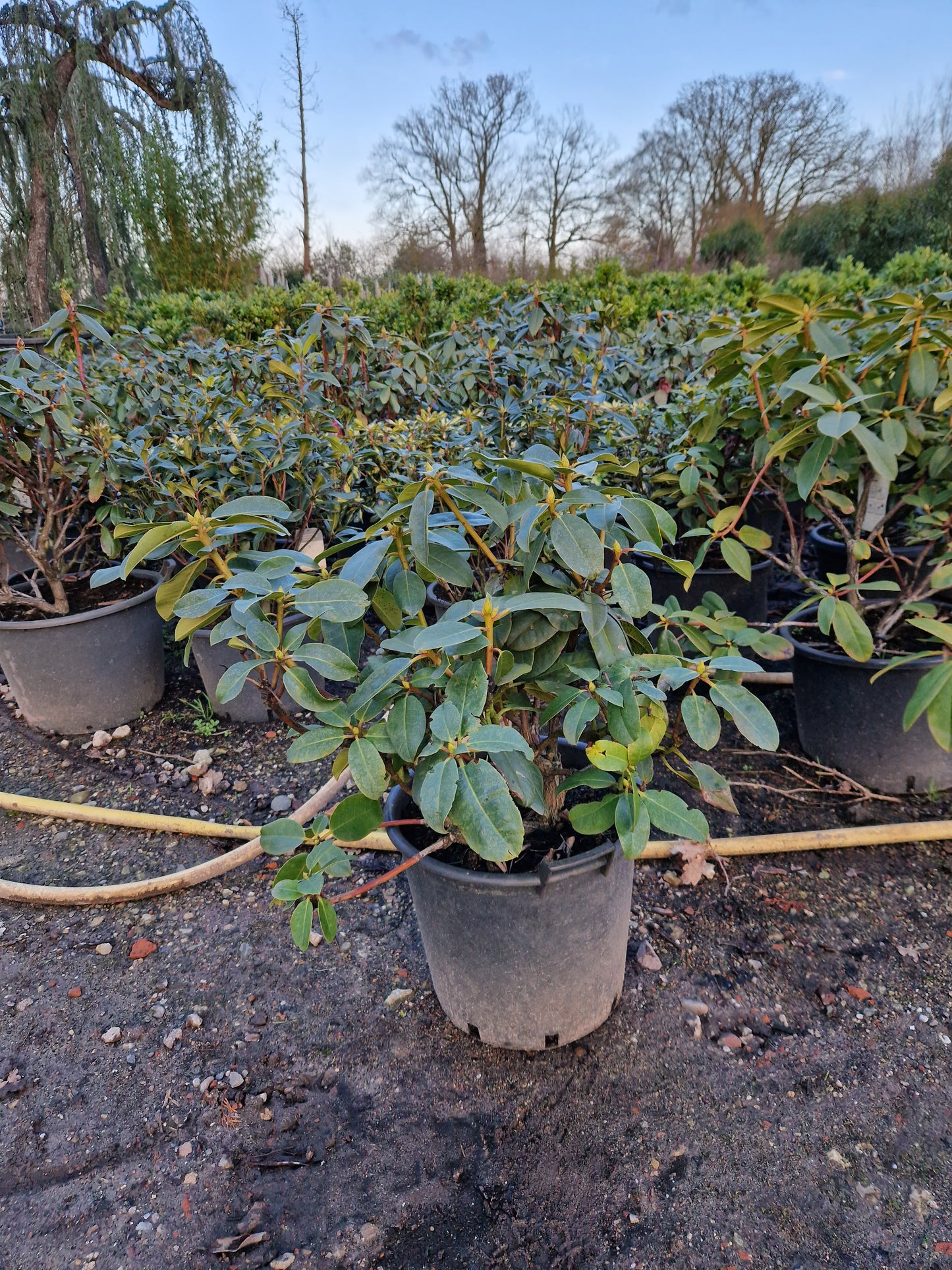 Rhododendron Germania 50-60cm Roze Wit