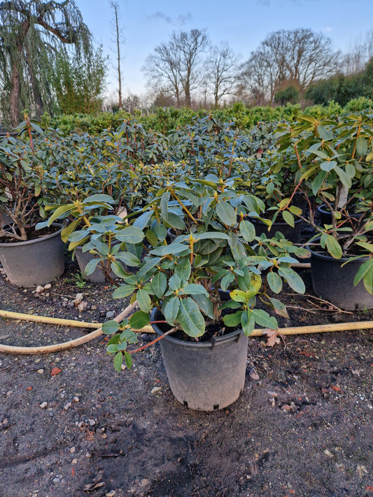 Rhododendron Germania 50-60cm Roze Wit