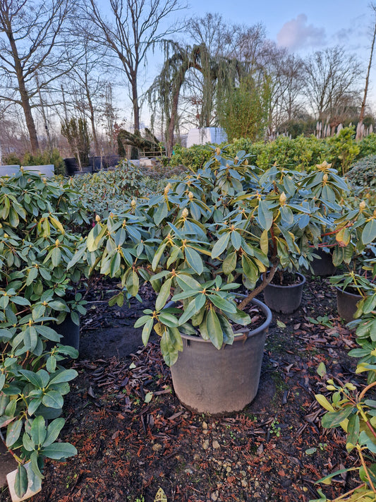 Rhododendron Hybr. Gomer Waterer 70-80 cm roze rood