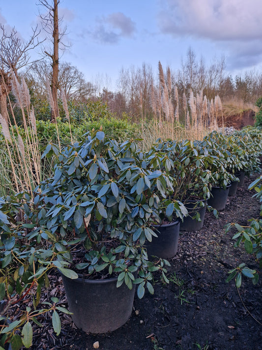 Rhododendron Cataw. Grandiflorum 100-110cm Paars