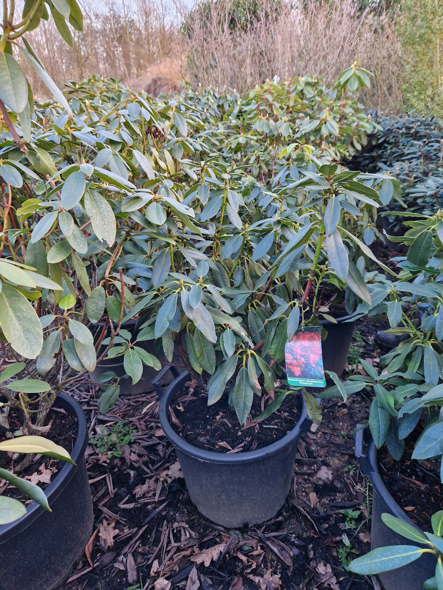 Rhododendron Morgenrot 50-60cm Roze