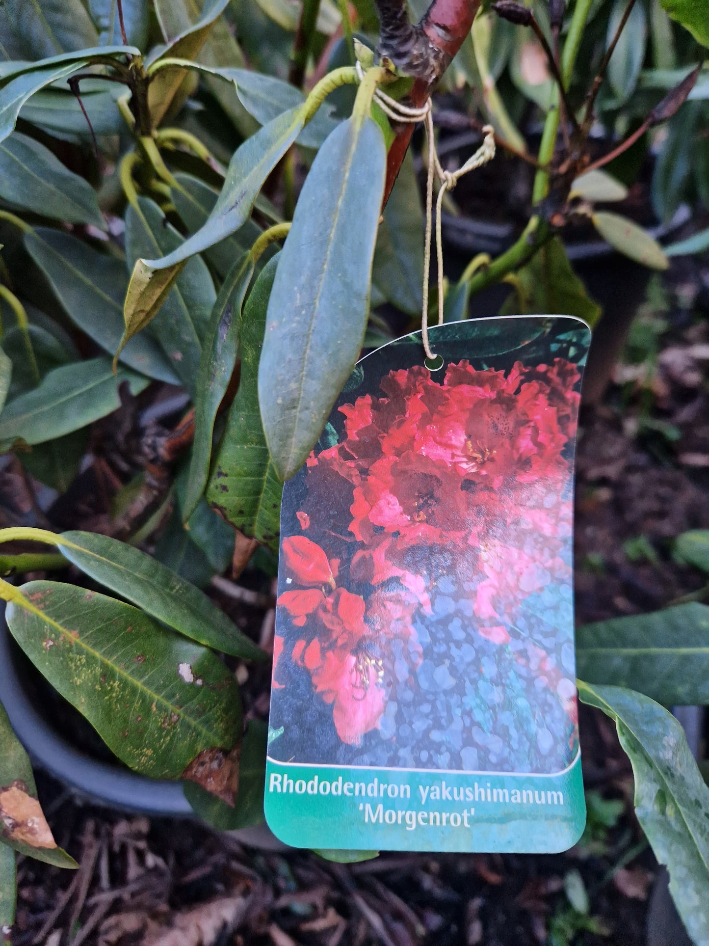 Rhododendron Morgenrot 50-60cm Roze