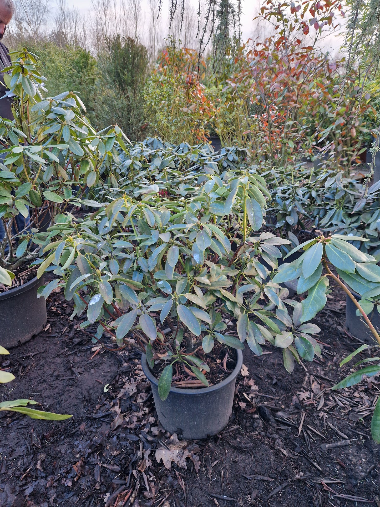 Rhododendron yakushimanum Kalinka 50-60cm Roze