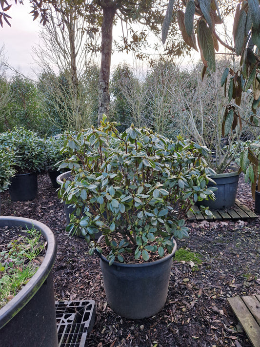 Rhododendron Goldinetta 70-80cm Geel
