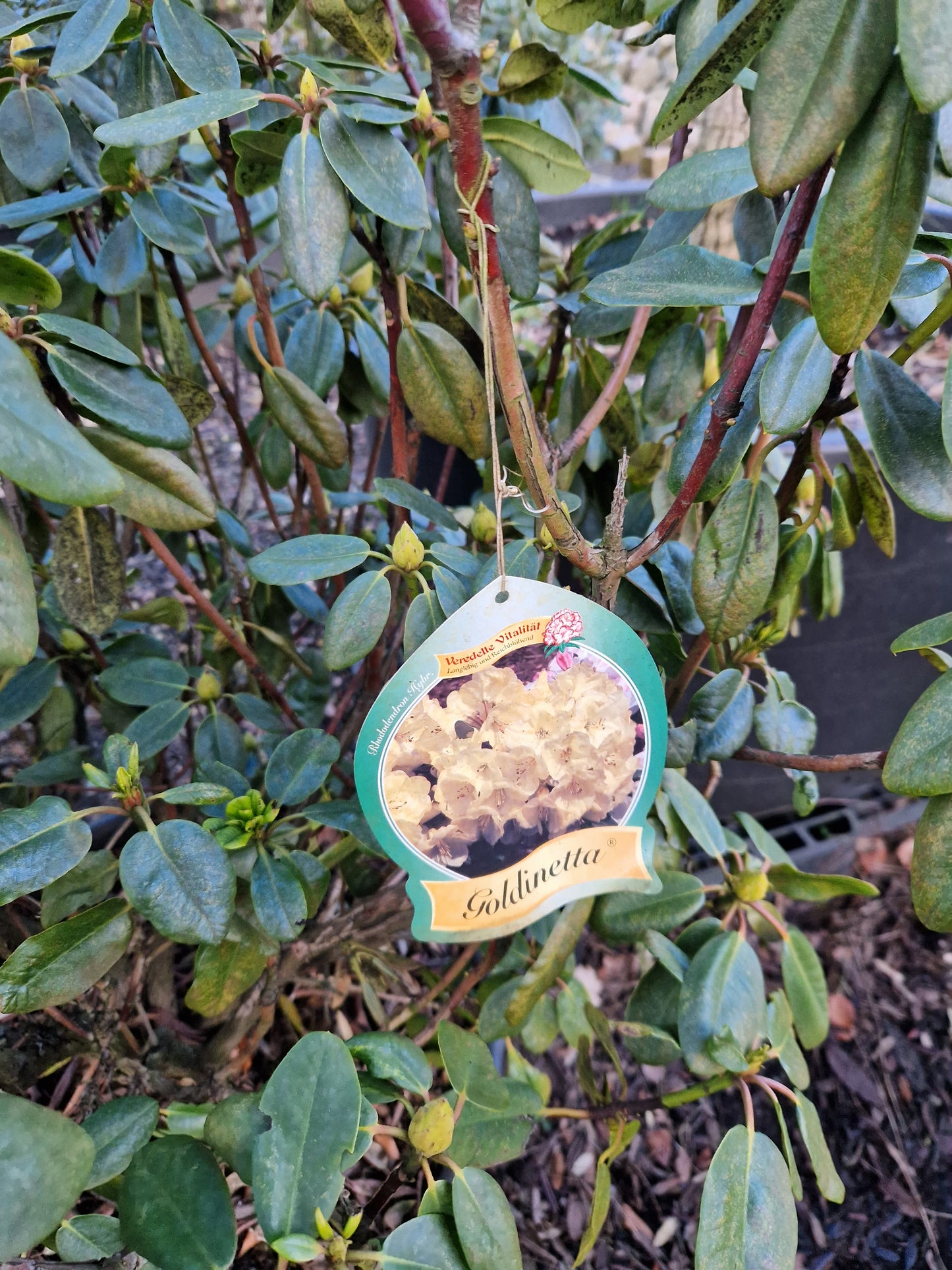 Rhododendron Goldinetta 50-60cm Geel