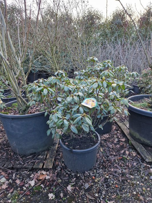 Rhododendron Goldinetta 50-60cm Geel